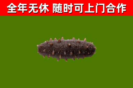 平鲁回收海参干
